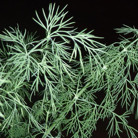 Stores 水耕栽培の検索結果