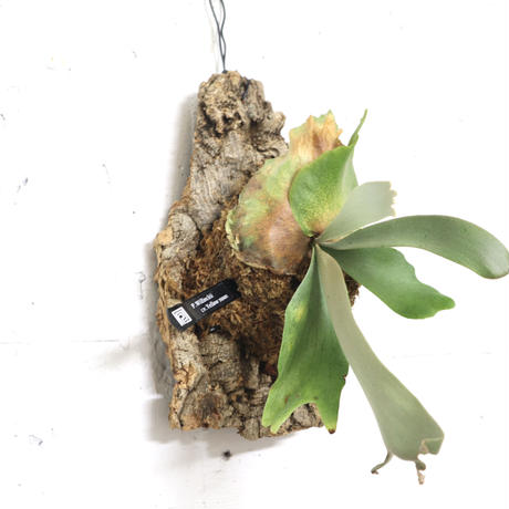 P1242 ビカクシダ ウィリンキーイエロームーン  P. Willinckii cv. Yellow moon  観葉植物 コウモリラン ハンギング 珍奇植物 ビザールプランツ