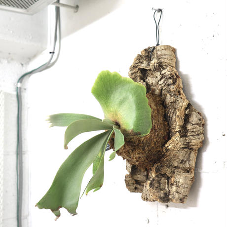 P1242 ビカクシダ ウィリンキーイエロームーン  P. Willinckii cv. Yellow moon  観葉植物 コウモリラン ハンギング 珍奇植物 ビザールプランツ