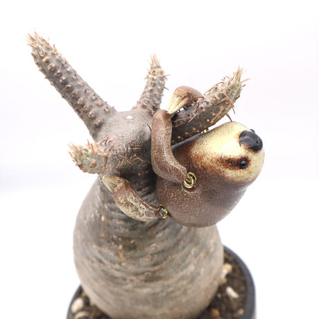 末吉晴男 手乗り アーイー  ナマケモノ ハンドメイド インテリア 動物