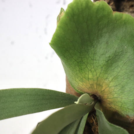 P1242 ビカクシダ ウィリンキーイエロームーン  P. Willinckii cv. Yellow moon  観葉植物 コウモリラン ハンギング 珍奇植物 ビザールプランツ