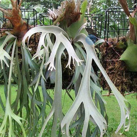 P1242 ビカクシダ ウィリンキーイエロームーン  P. Willinckii cv. Yellow moon  観葉植物 コウモリラン ハンギング 珍奇植物 ビザールプランツ