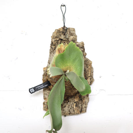 P1242 ビカクシダ ウィリンキーイエロームーン  P. Willinckii cv. Yellow moon  観葉植物 コウモリラン ハンギング 珍奇植物 ビザールプランツ