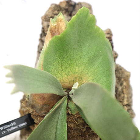 P1242 ビカクシダ ウィリンキーイエロームーン  P. Willinckii cv. Yellow moon  観葉植物 コウモリラン ハンギング 珍奇植物 ビザールプランツ