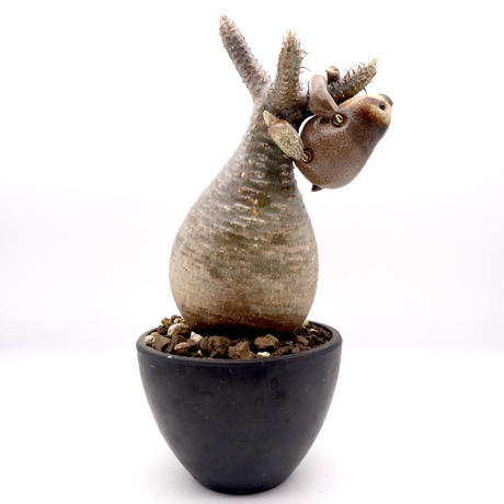 末吉晴男 手乗り アーイー  ナマケモノ ハンドメイド インテリア 動物