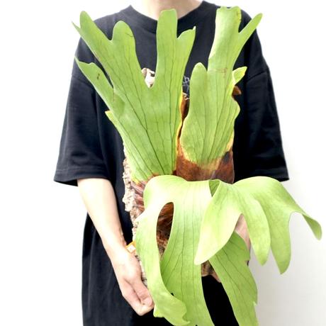 ワンダエ Stores ワンダエ Stores