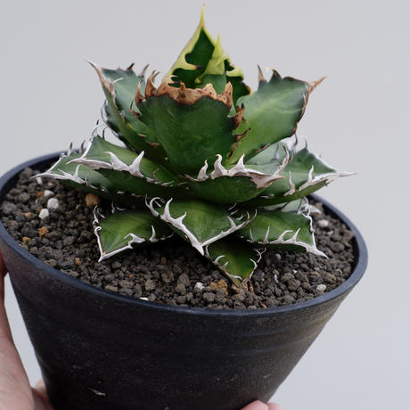 ダイゾー ナチュラル アガベ agave titanota(low type) | www.birbapet.it