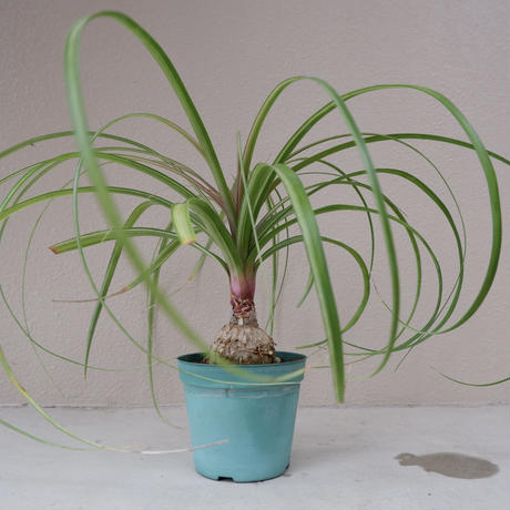 トックリラン Stores