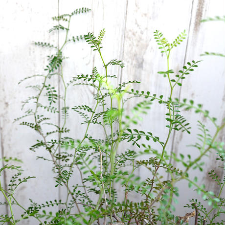 5b407cd15496ff05bf002ce3