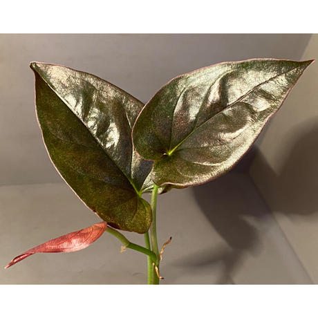 シンゴニウム Stores