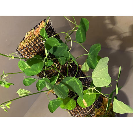 パッシフローラ Stores