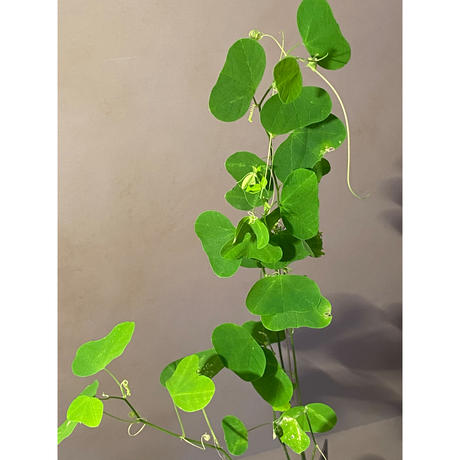 パッシフローラ Stores