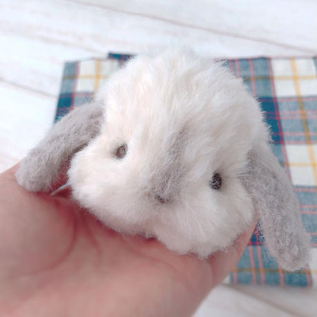 ホーランドロップイヤーラビット Stores