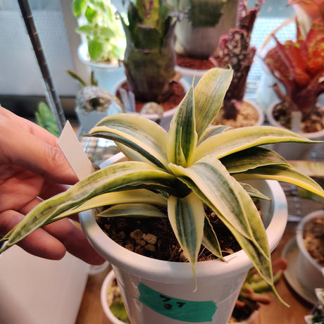 タンクブロメリア Stores