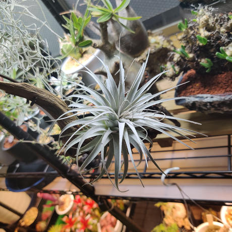 タンクブロメリア Stores