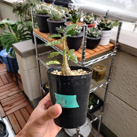 センナメリディオナリス Stores