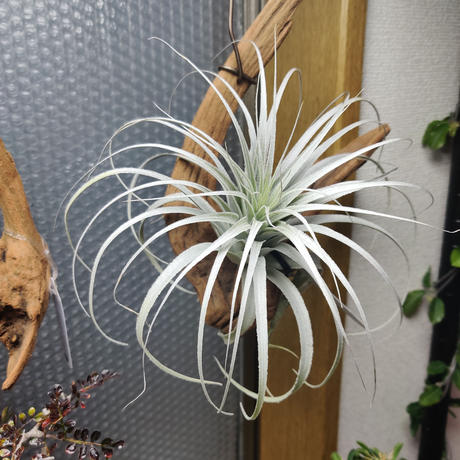 タンクブロメリア Stores