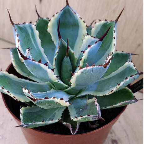 即日発送可 - アガベ 吉祥冠 黄中斑錦 四季の鮮明 サボテン - 激安