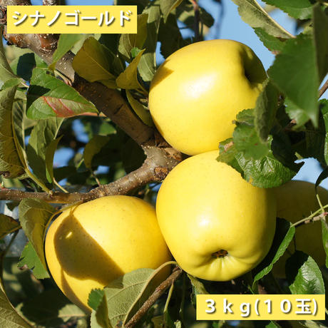 545151e63cd4826042000291
