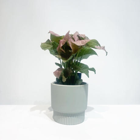 シンゴニウム Stores