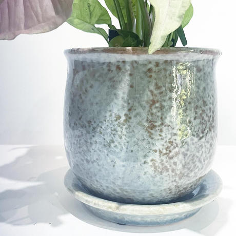 シンゴニウム Stores