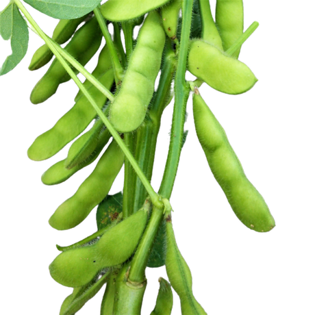 Stores 野菜の検索結果 Stores 野菜の検索結果