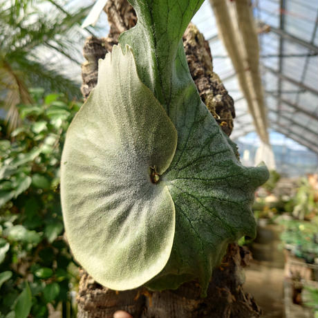 Platycerium grandeグランデ、ビカクシダ