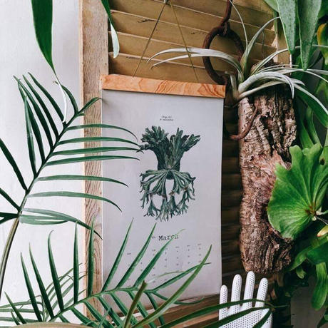 ビカクシダリドレイ Stores