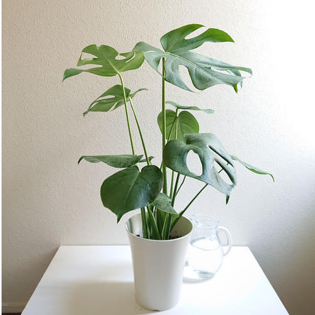 数量限定 新作 モンステラ 6号size White鉢付き 観葉植物 モンステラ 人気