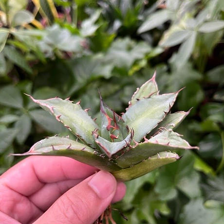 アガベ チタノタ レッドゴースト RG1 Agave titanota “赤鬼“ redghost