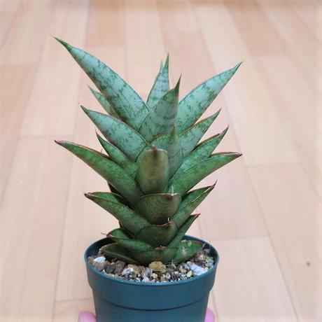 Sansevieria Stores