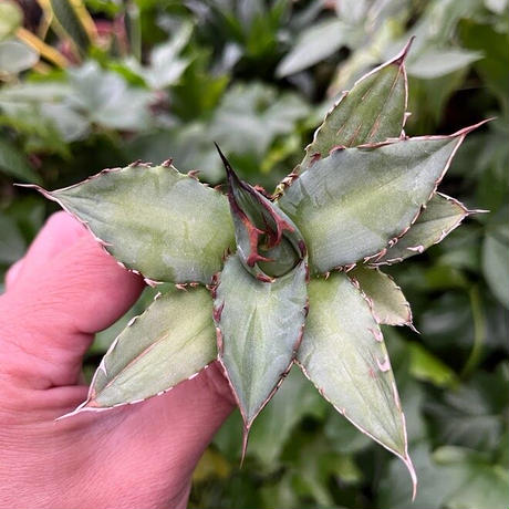 アガベ チタノタ レッドゴースト RG1 Agave titanota “赤鬼“ redghost