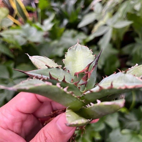 アガベ チタノタ レッドゴースト RG1 Agave titanota “赤鬼“ redghost