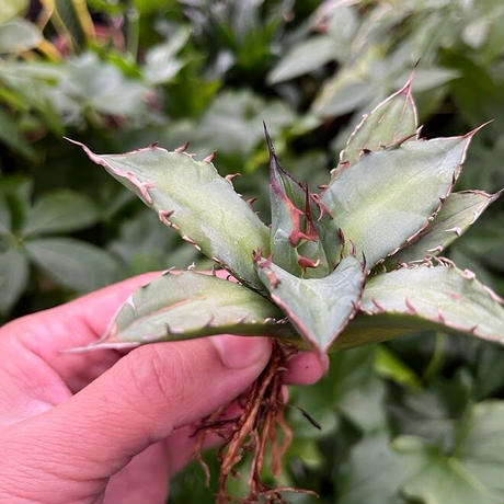 アガベ チタノタ レッドゴースト RG1 Agave titanota “赤鬼“ redghost