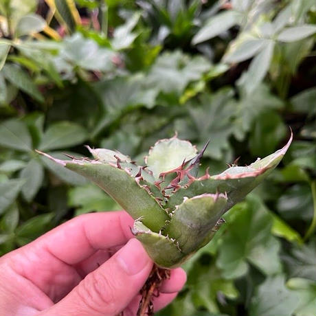 アガベ チタノタ レッドゴースト RG1 Agave titanota “赤鬼“ redghost