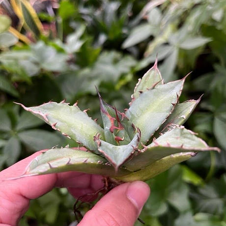 アガベ チタノタ レッドゴースト RG1 Agave titanota “赤鬼“ redghost