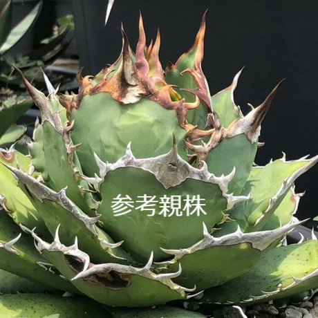 アガベ チタノタ レッドゴースト RG1 Agave titanota “赤鬼“ redghost