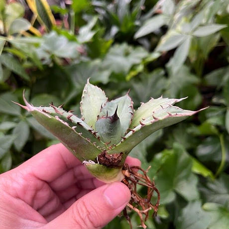 アガベ チタノタ レッドゴースト RG1 Agave titanota “赤鬼“ redghost