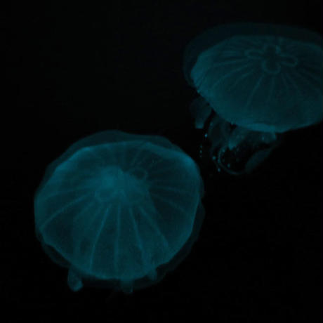 5bc1e248626c843583000184