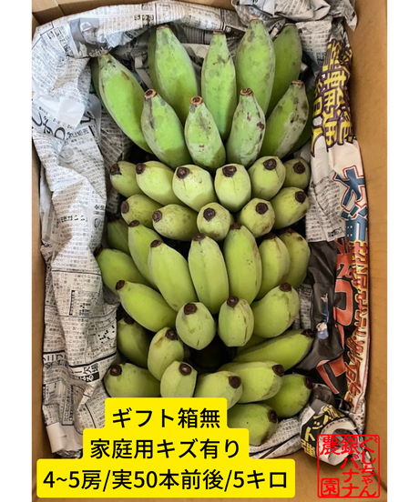 すいか生産　⭐︎組み合わせ自由⭐︎ バナナ苗 2本セット ナムワ系など 国華園オンラインショップ / バナナ苗