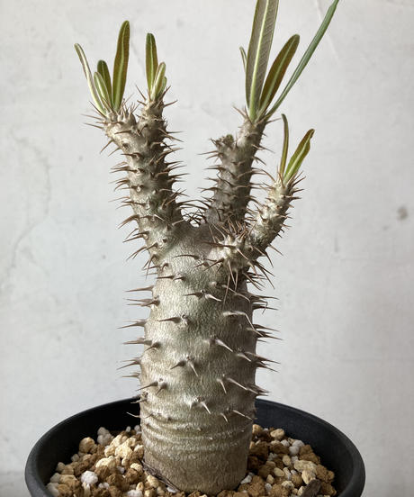 まるで岩 幹幅最大10cm 花崗岩 発根済 アデニア ペナンギアナ