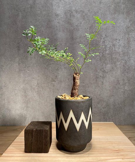 最終値下げ　オペルクリカリア　パキプス　抜き苗　ベアルート　新鮮　緑肌 オペルクリカリア・パキプス – TaiShoDo ONLINE SHOP