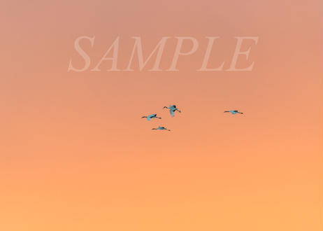 5dff6ece7f16470a6d435502