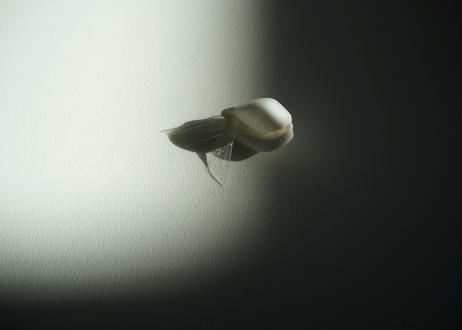 5d80c5386004fb1192bee69e
