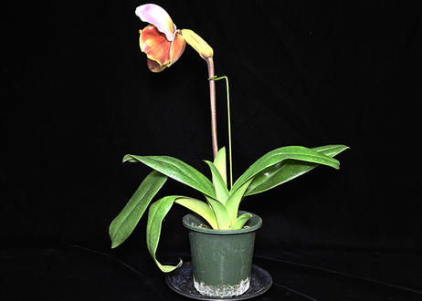 Paph Rising Phoenix X Carmen Sea 花付き株 初花