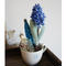 Jacinthe Bleu&Onamento