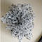 POTETE"XL chouchou Dalmatian