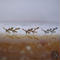 Amity(L)Small-18K