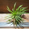 チランジア / イオナンタ ウアメルラ (T.ionantha huemulata) ★タイ農場 *A01/May08