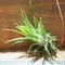 チランジア / イオナンタ アルビノ (T.ionantha 'Albino') *A01/Apr15